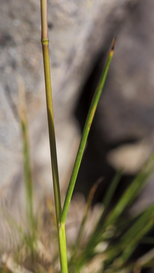 Deschampsia cespitosa ? s